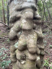 Daphniphyllum teijsmannii