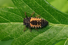 Harmonia axyridis