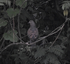 Streptopelia orientalis