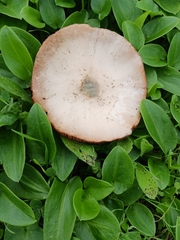 Volvopluteus gloiocephalus