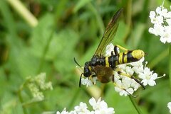 Tenthredo marginella