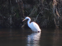 Ardea alba modesta