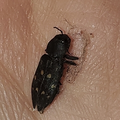 Melanophila consputa