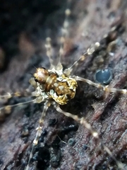 Megabunus diadema