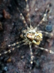 Megabunus diadema