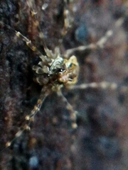Megabunus diadema