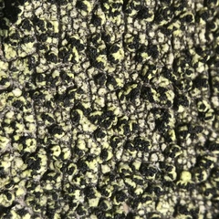 Cyphelium tigillare image