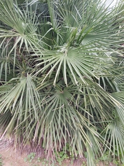 Chamaerops humilis