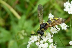 Tenthredo marginella