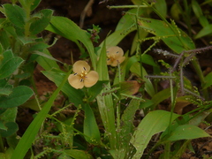 Murdannia lanuginosa