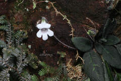 Metapetrocosmea peltata