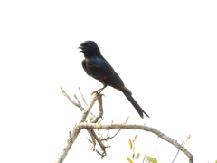 Dicrurus adsimilis fugax