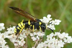 Tenthredo marginella