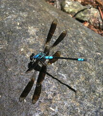 Diphlebia euphoeoides