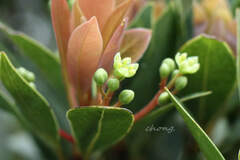 Machilus