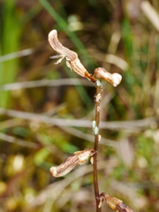 Gastrodia minor