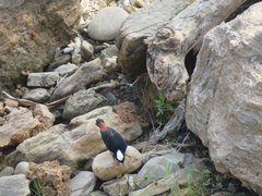 Phoenicurus leucocephalus