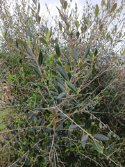 Olea europaea