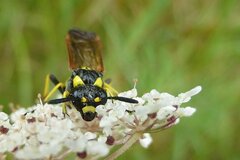 Tenthredo marginella