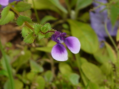 Impatiens lawii