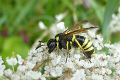 Tenthredo marginella