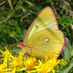 Colias palaeno