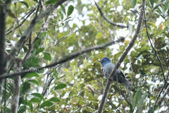 Cyornis unicolor