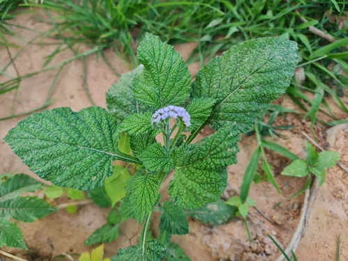 Indian Heliotrope