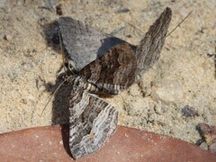 Chrysolarentia