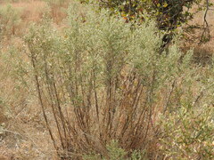 Pechuel-loeschea leubnitziae