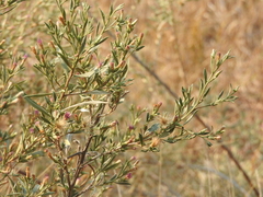 Pechuel-loeschea leubnitziae