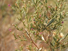 Pechuel-loeschea leubnitziae