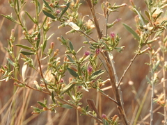 Pechuel-loeschea leubnitziae