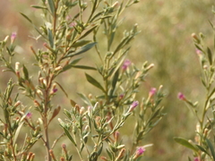 Pechuel-loeschea leubnitziae