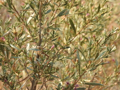 Pechuel-loeschea leubnitziae