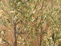 Pechuel-loeschea leubnitziae