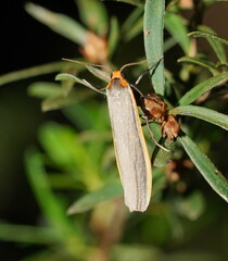 Palaeosia bicosta