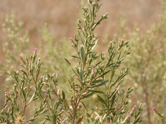 Pechuel-loeschea leubnitziae