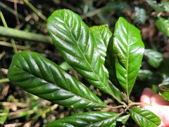 Lithocarpus corneus