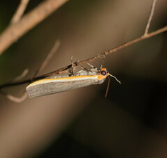 Palaeosia bicosta