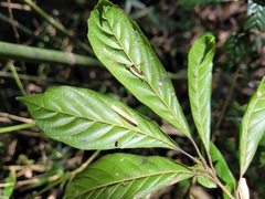 Lithocarpus corneus