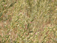 Pechuel-loeschea leubnitziae