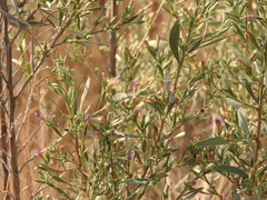 Pechuel-loeschea leubnitziae