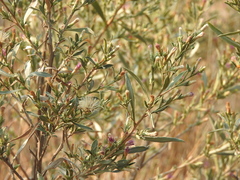 Pechuel-loeschea leubnitziae