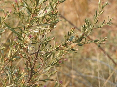 Pechuel-loeschea leubnitziae