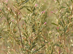 Pechuel-loeschea leubnitziae