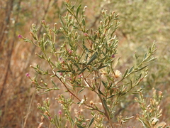 Pechuel-loeschea leubnitziae