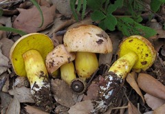 Aureoboletus gentilis