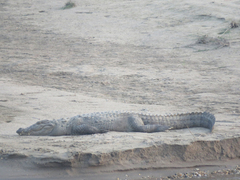 Crocodylus palustris