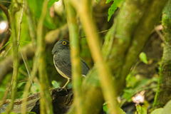 Turdus assimilis